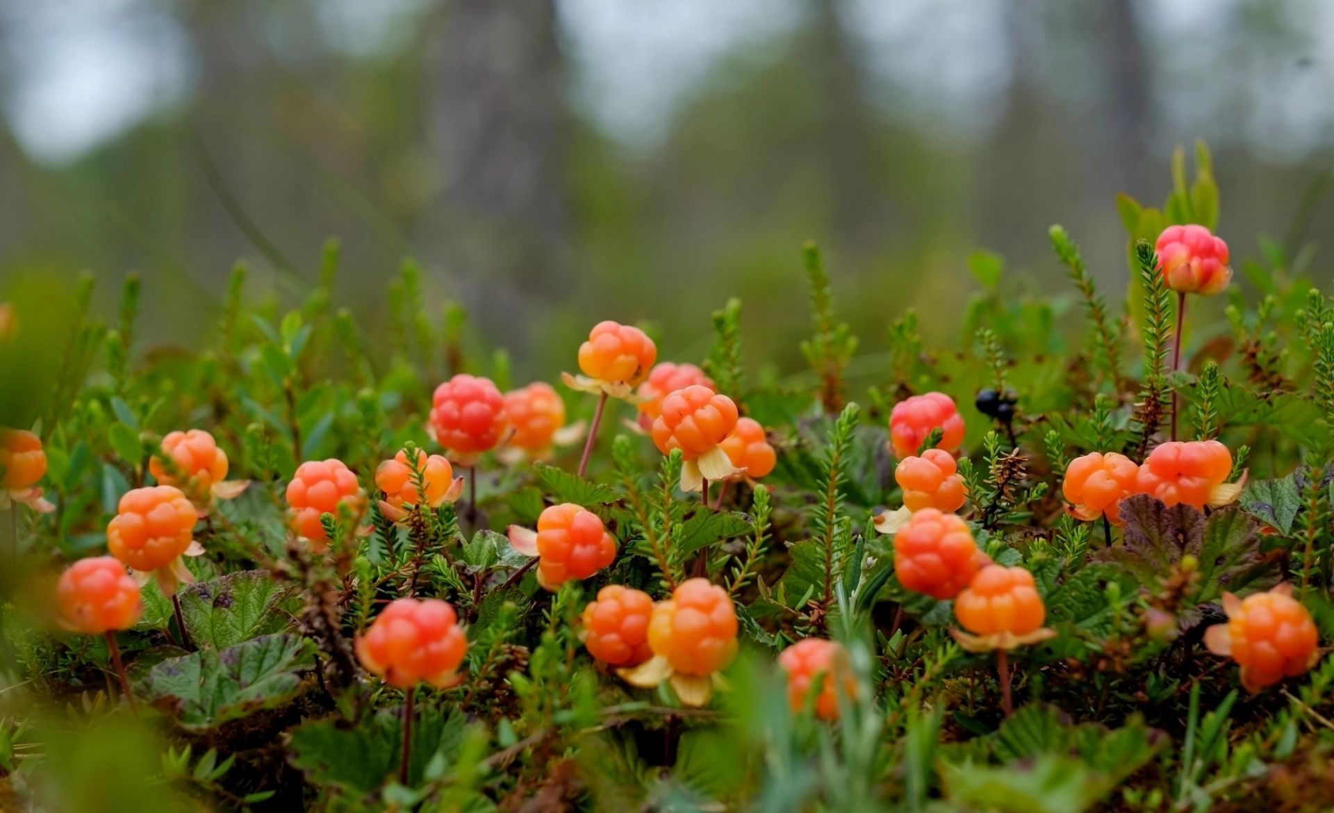 Flere modne multer med lys oransje farge som vokser spredt på lave planter i myraktig terreng, omgitt av små grønne blader og mose med en mykt uskarp skogsbakgrunn.