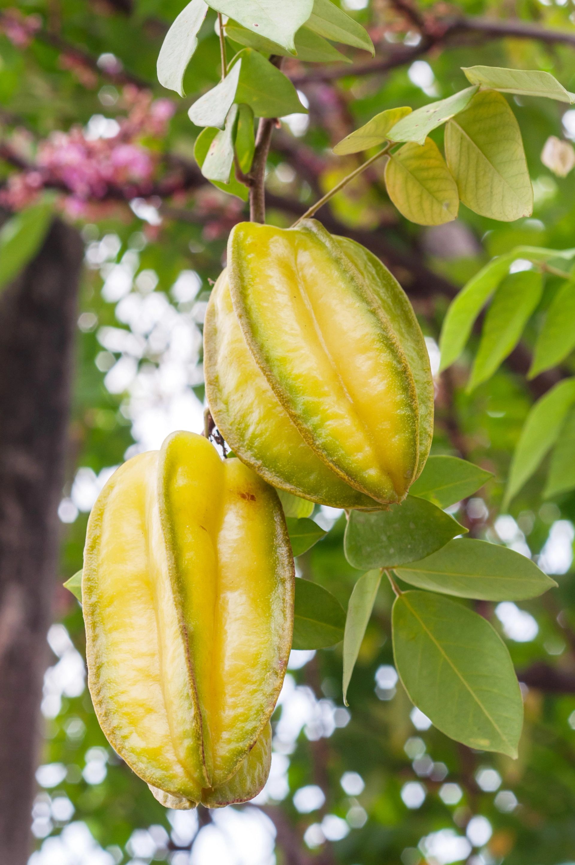 Stjernefrukt (carambola) som henger på treet, med gulgrønt, ribbet skall omgitt av grønne blader.