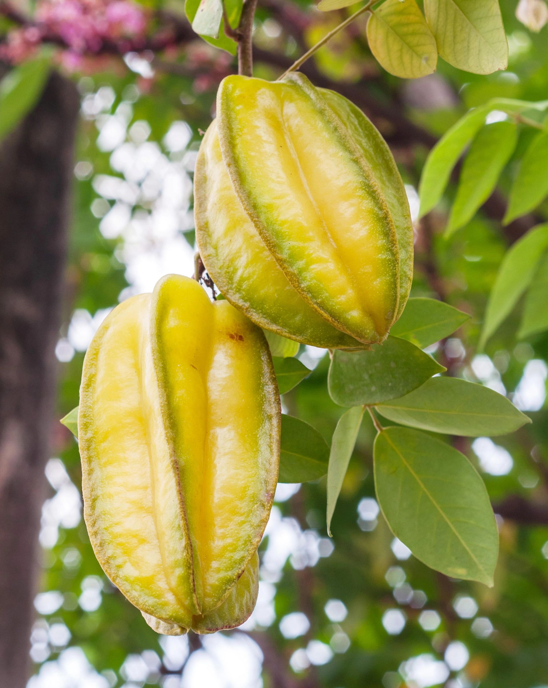 Stjernefrukt (carambola) som henger på treet, med gulgrønt, ribbet skall omgitt av grønne blader.