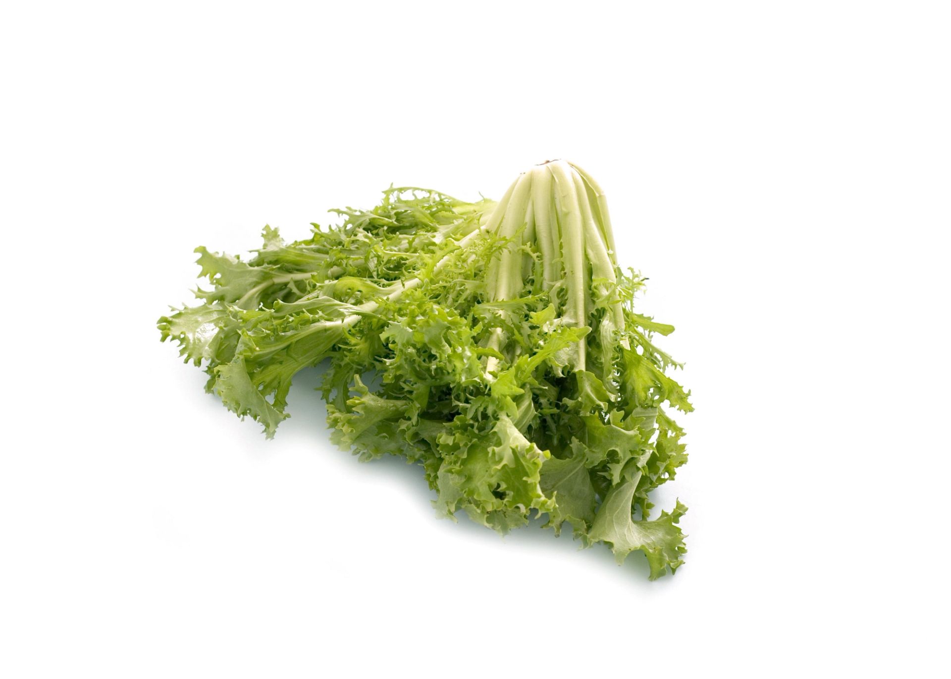 En bunt frisk, grønn frisée‑salat med krusete blader, liggende på en hvit bakgrunn.