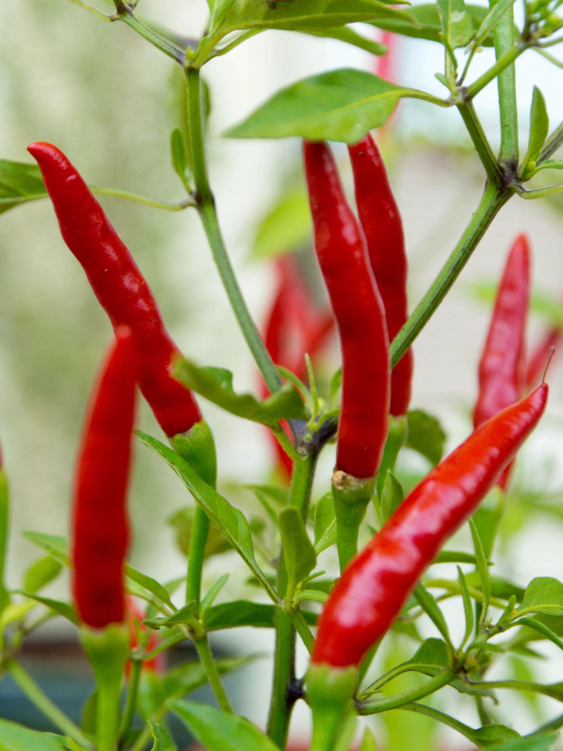 Røde chilipepper som vokser på en plante med grønne blader, sett på nært hold med flere lange, slanke frukter hengende fra stilkene