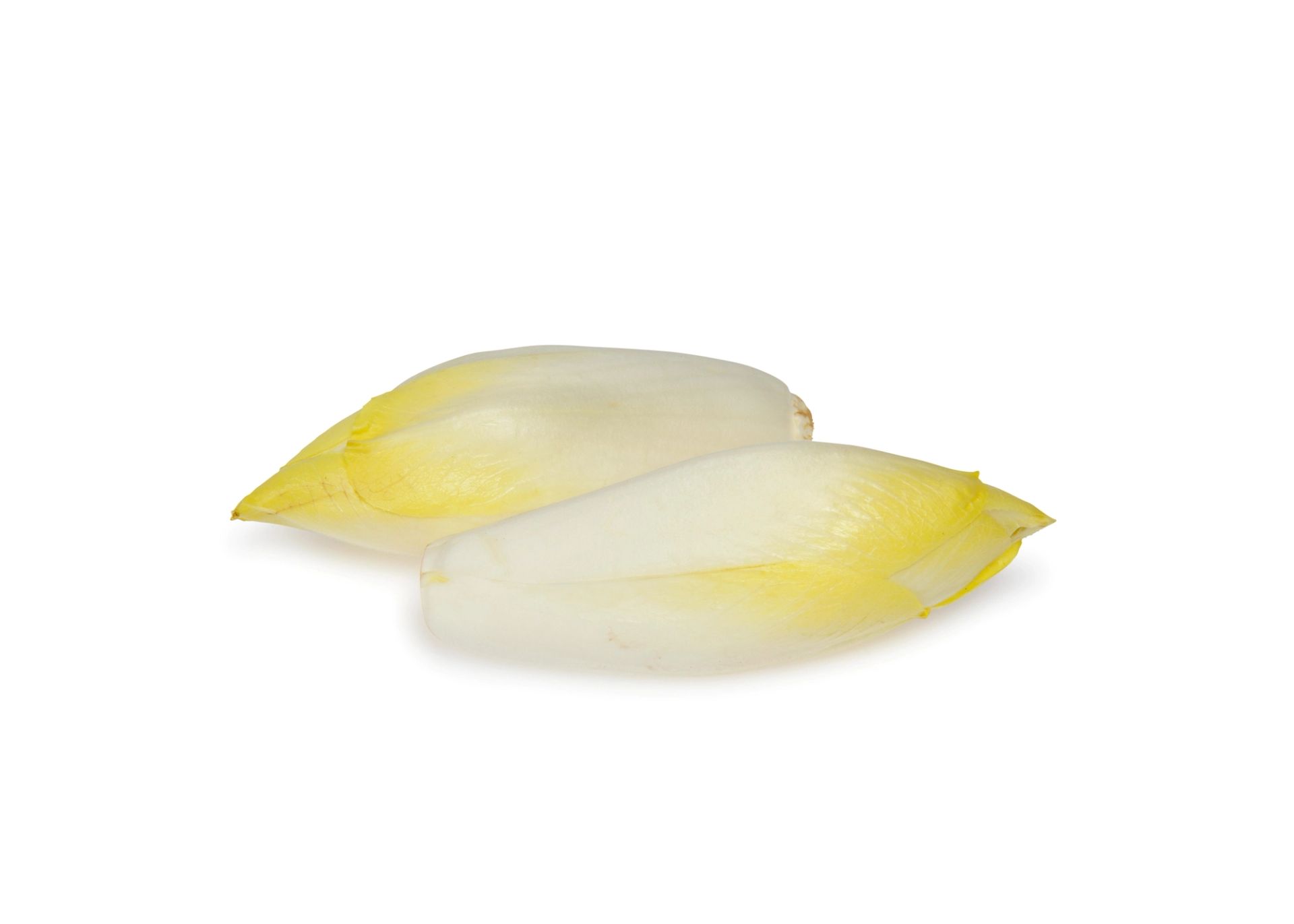 To hele hoder endive (sikori) med lysegule og hvite blader, liggende på hvit bakgrunn.»