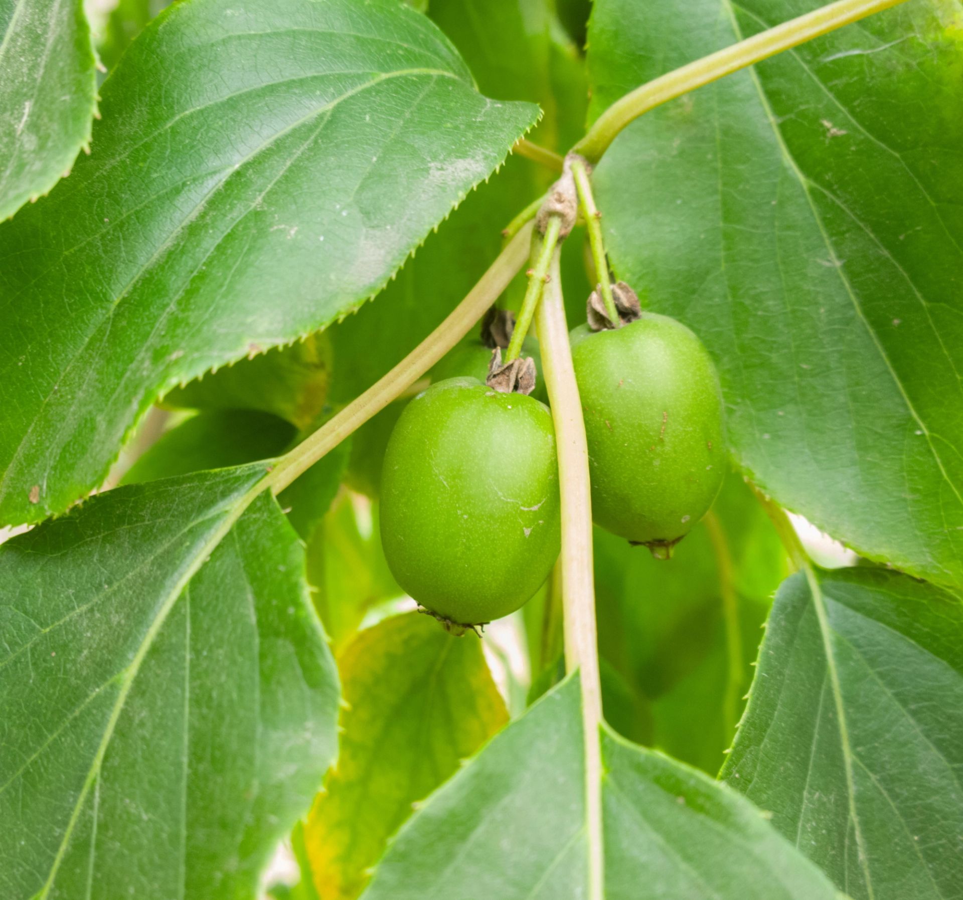 Kiwibær som henger på en grein blant grønne blader, små, glatte og grønne frukter i naturlig lys.