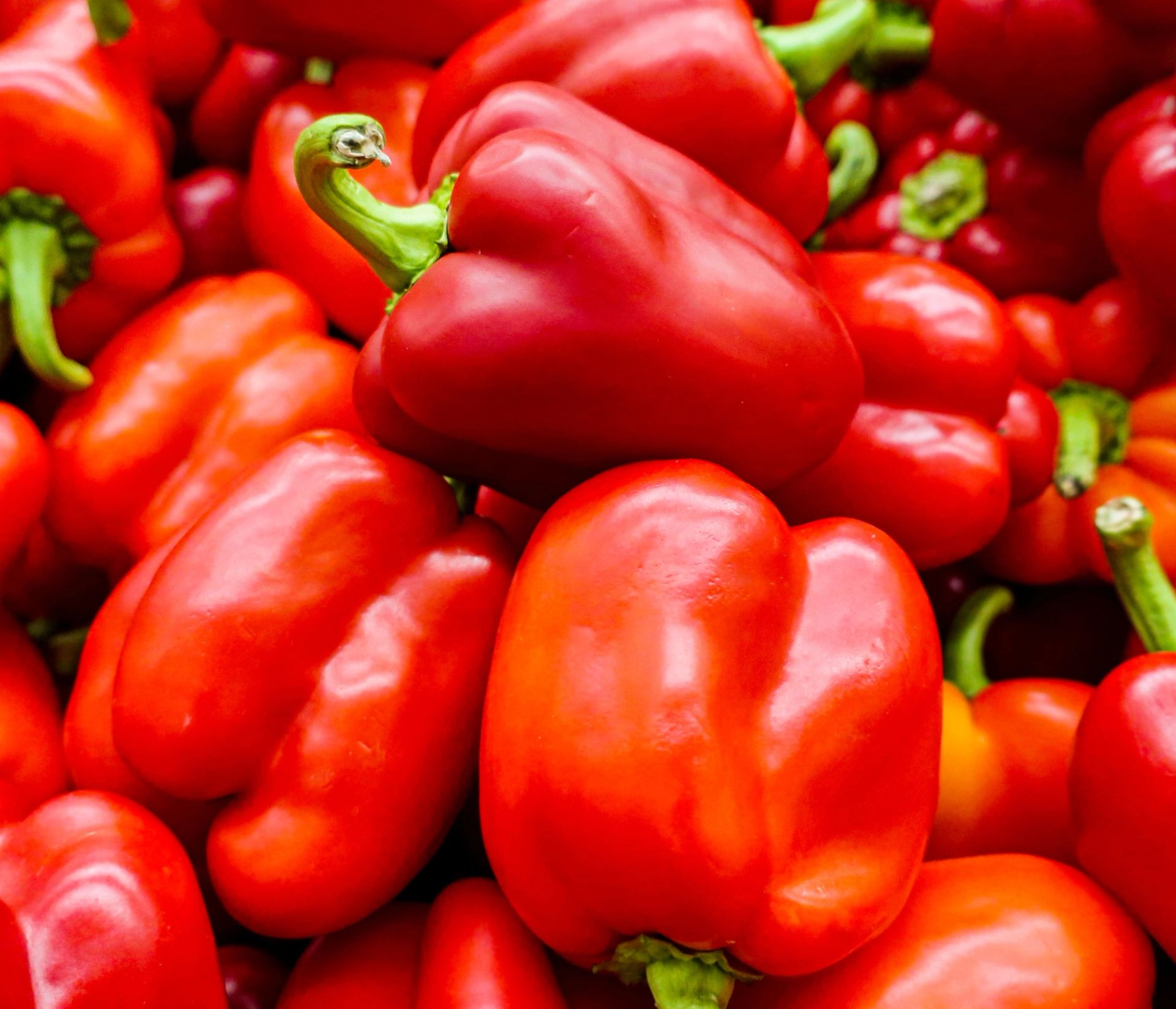 En stor samling røde paprika ligger tett sammen med grønne stilker synlige mellom fruktene.