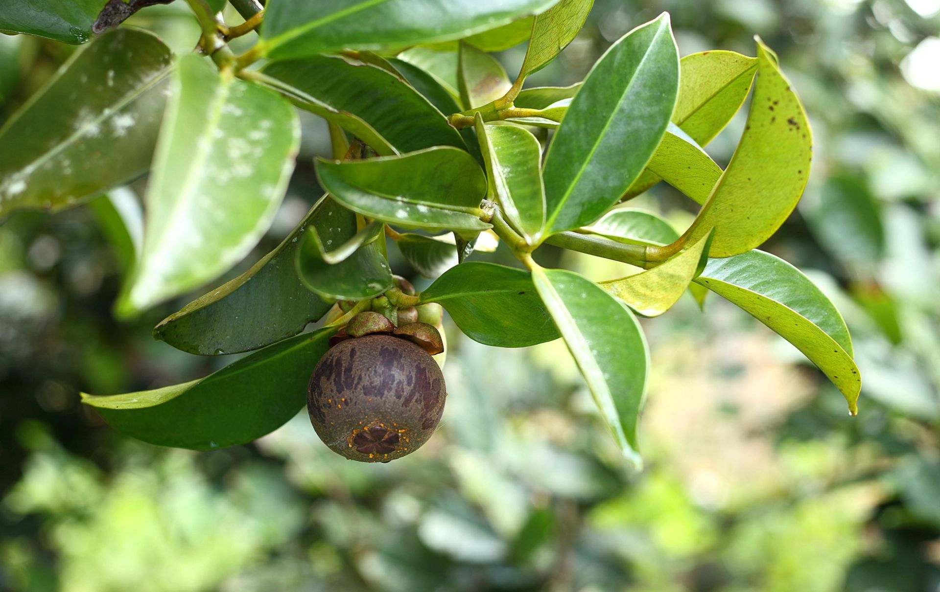 Mangostan som henger på en gren med blanke, grønne blader, fotografert i naturlig miljø.