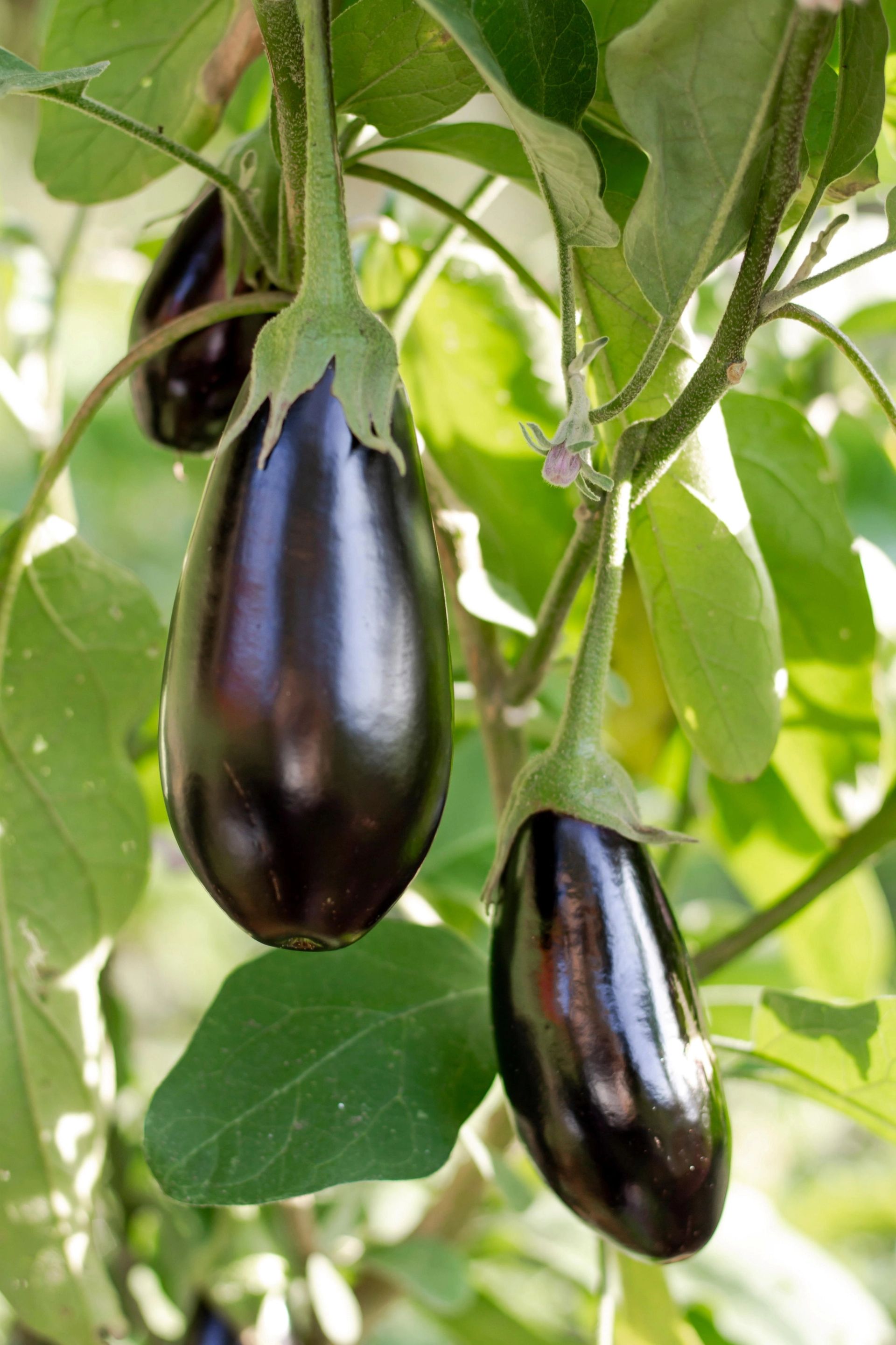 Auberginer (eggplant) som vokser på planten, med glinsende, mørklilla frukter omgitt av grønne blader.