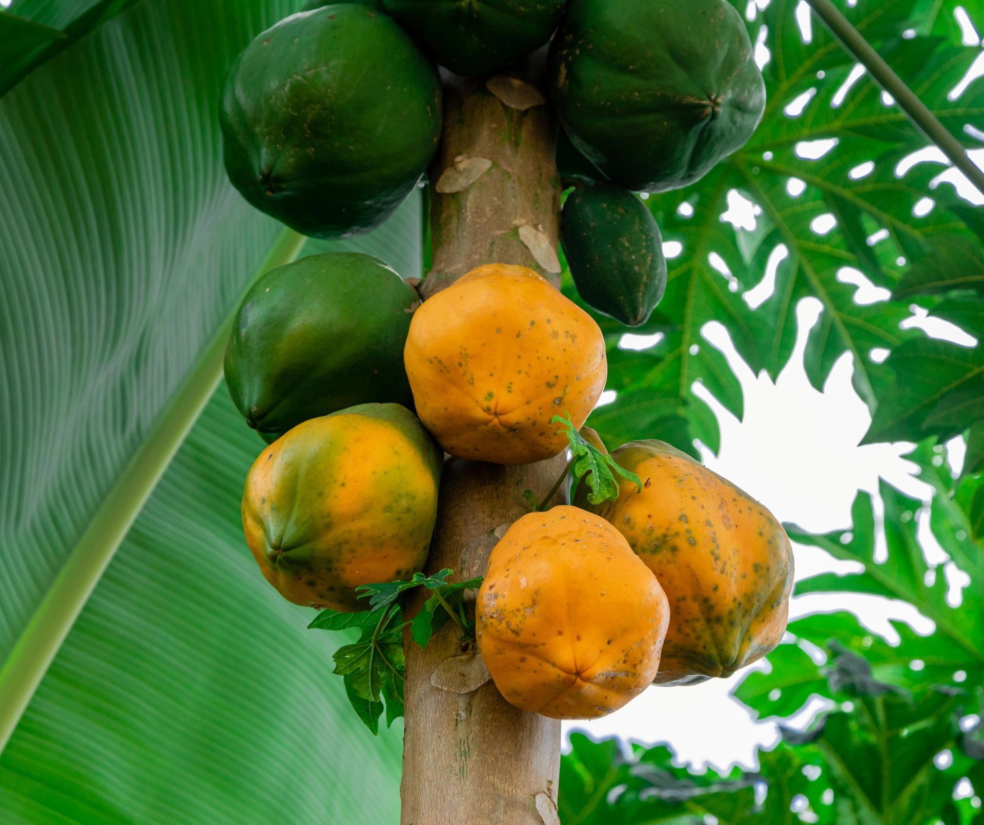 Papayatreet med både grønne og modne, oransje papayafrukter som vokser tett langs stammen, omgitt av store, grønne blader i naturlig dagslys.