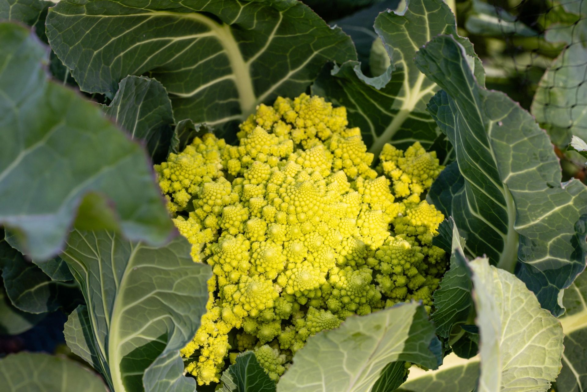 Nærbilde av romanesco med lysegrønne, spiralformede blomster omgitt av brede grønne blader.