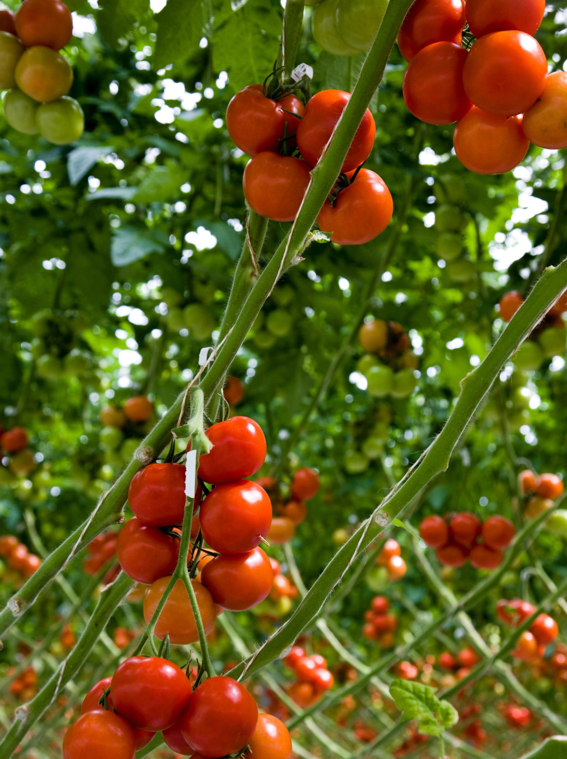 Røde cherrytomater som henger i klaser på lange grønne stilker i et frodig drivhus.