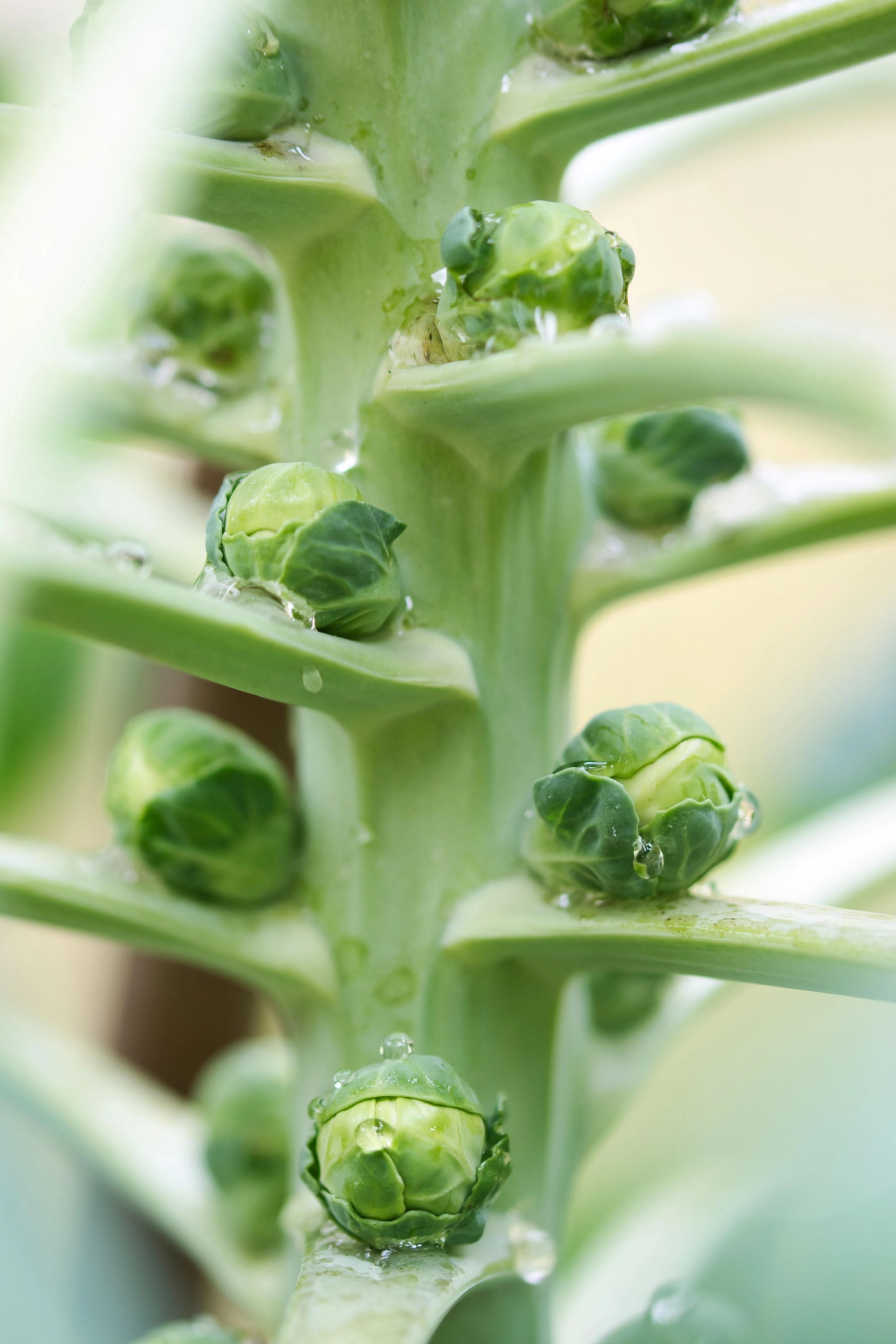 Skål fylt med friske rosenkål på lyst tekstil, sett ovenfra.