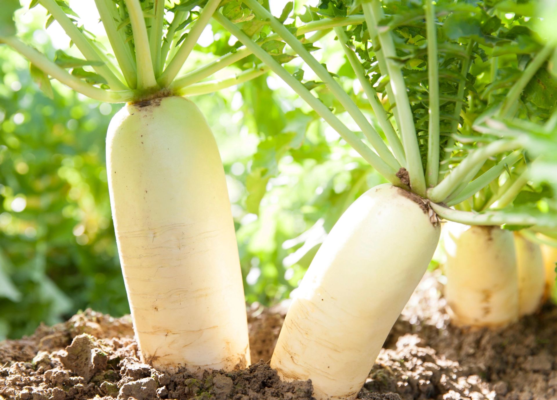 Hvite reddiker (rettich/daikon) som vokser i jorden, delvis synlige over bakken med grønne blader på toppen, opplyst av sollys i et grønt åkerlandskap.