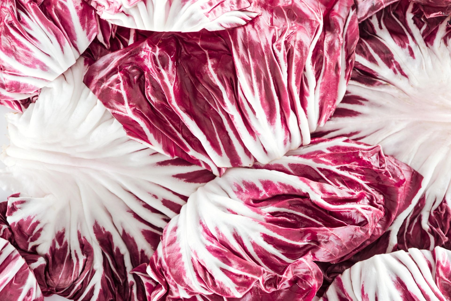 Nærbilde av radicchio med hvite og mørkerøde blader i tett mønster.