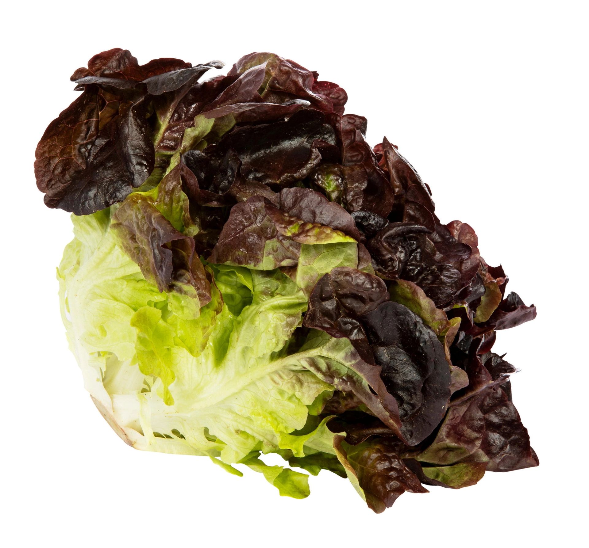 Et hode med rød og grønn bladsalat på hvit bakgrunn.