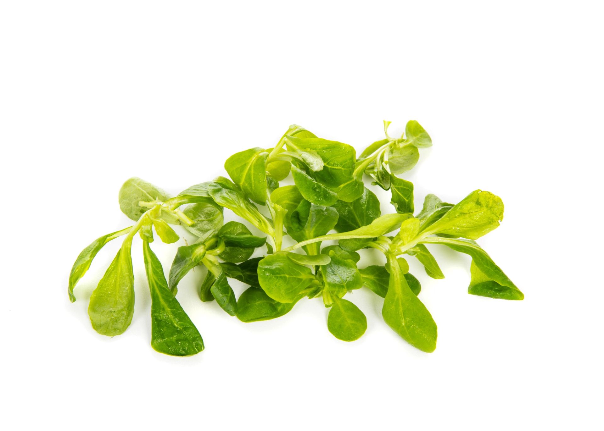 En liten bunt frisk, grønn feldsalat på hvit bakgrunn.