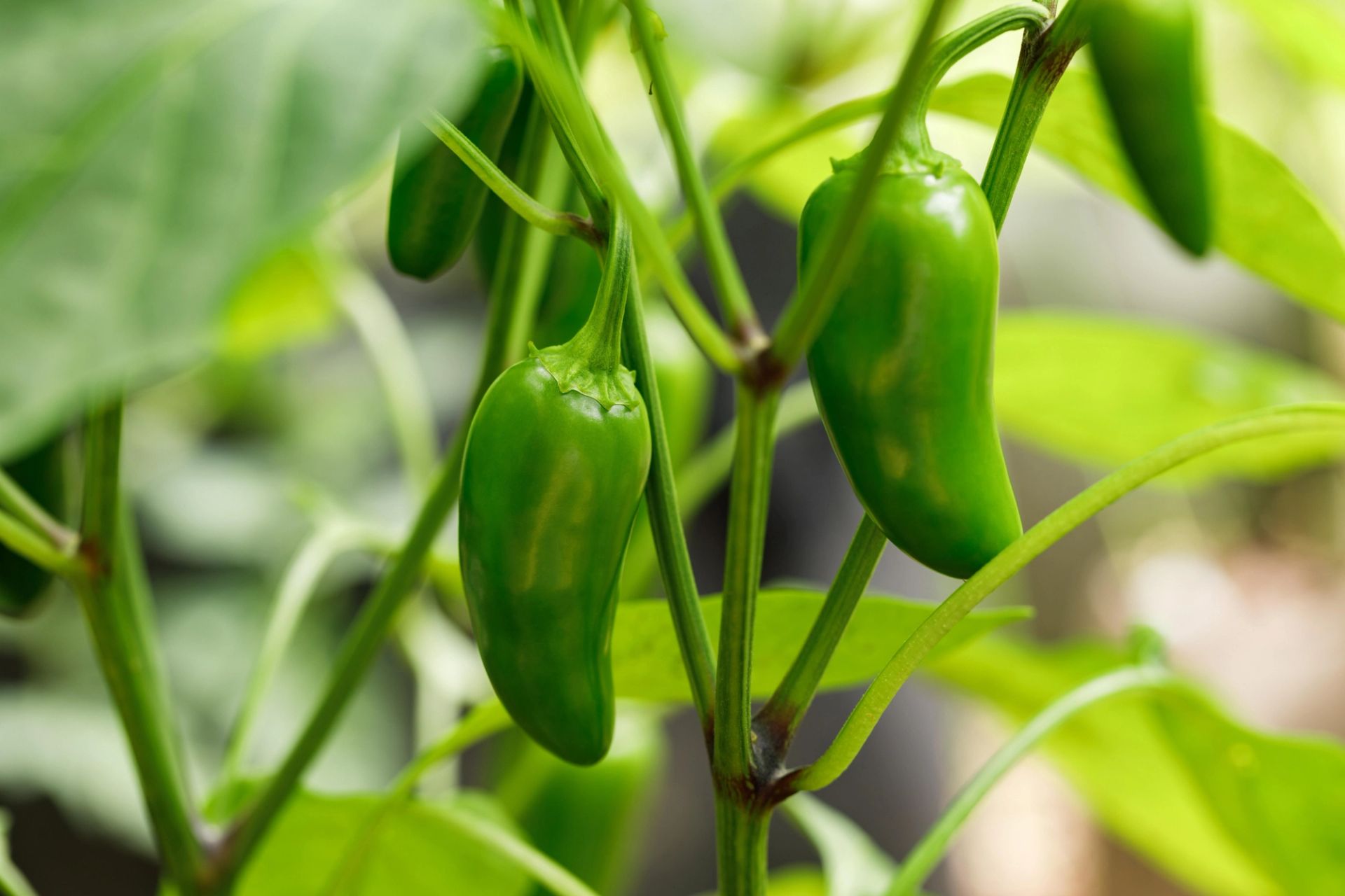 Grønne chilipepper som vokser på planten, med glatte, avlange frukter omgitt av grønne blader.
