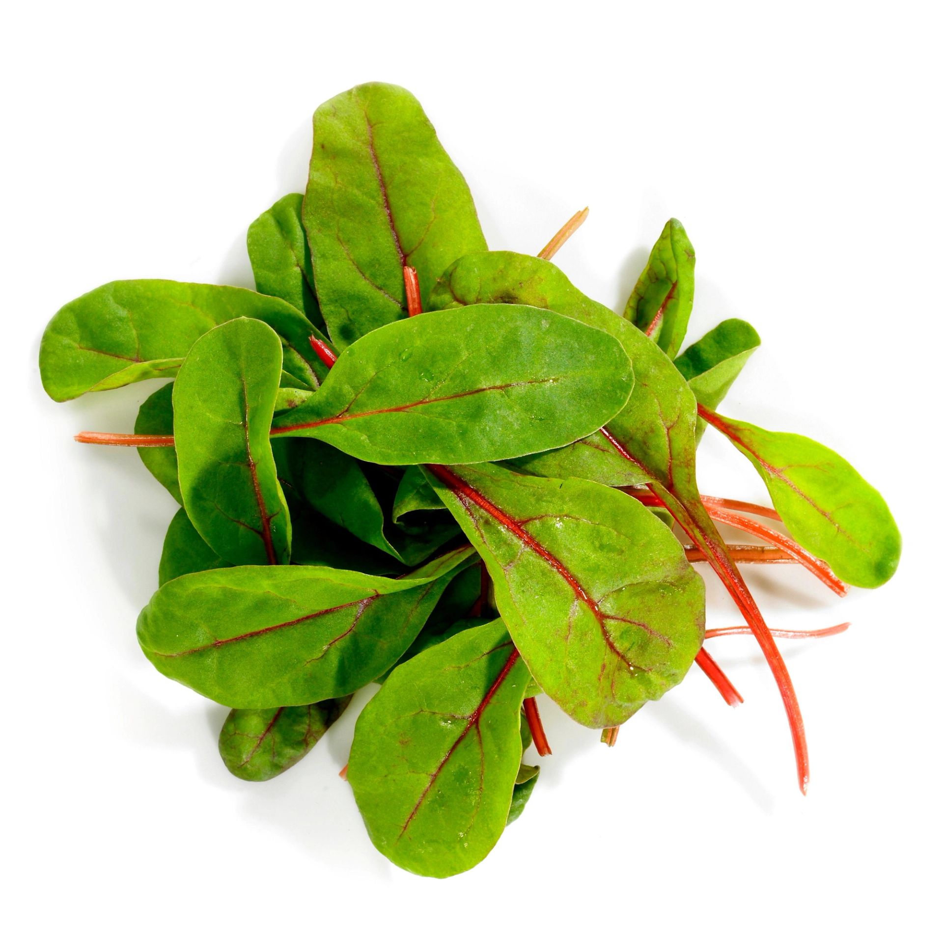 En haug med friske Red Rhubarb med grønne blad og røde stilker, liggende på hvit bakgrunn.