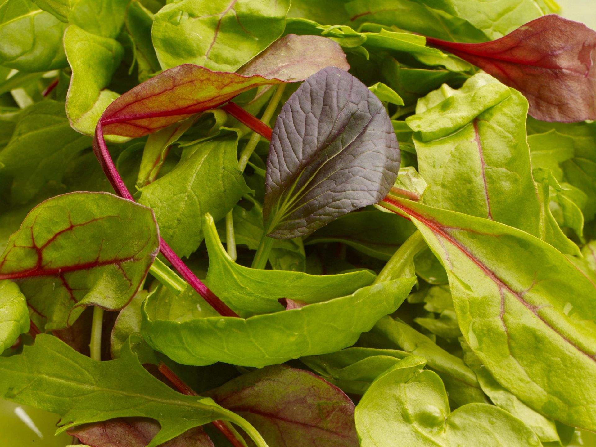 Nærbilde av blandede salatblader (baby leaf), med lysegrønne blader og rødlilla årer.
