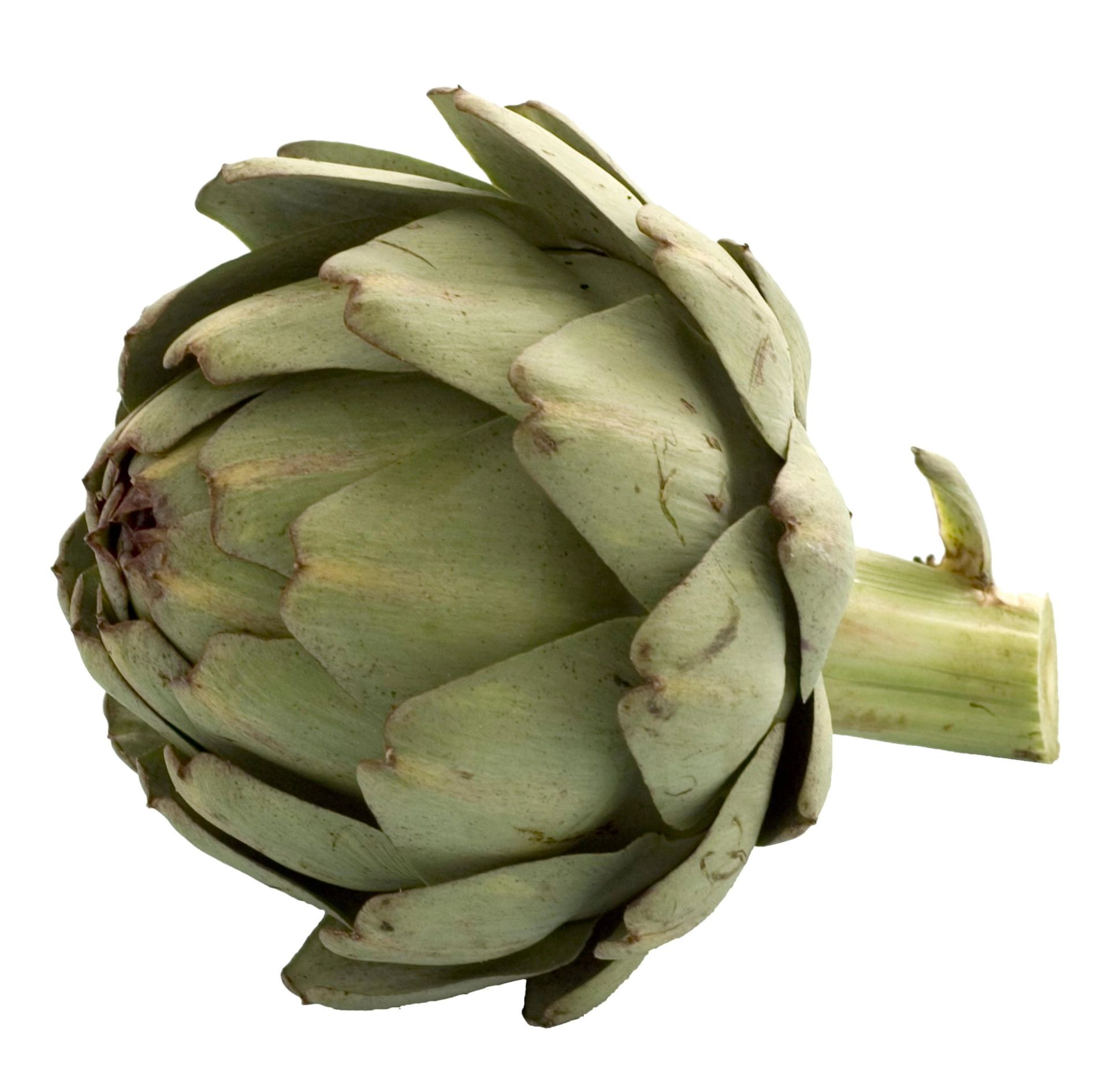 Hel artisjokk sett fra siden på hvit bakgrunn, med tettpakkede, mintgrønne bladskjell og en kort stilk. Bladene har avrundede spisser og danner en kompakt, oval knopp.
