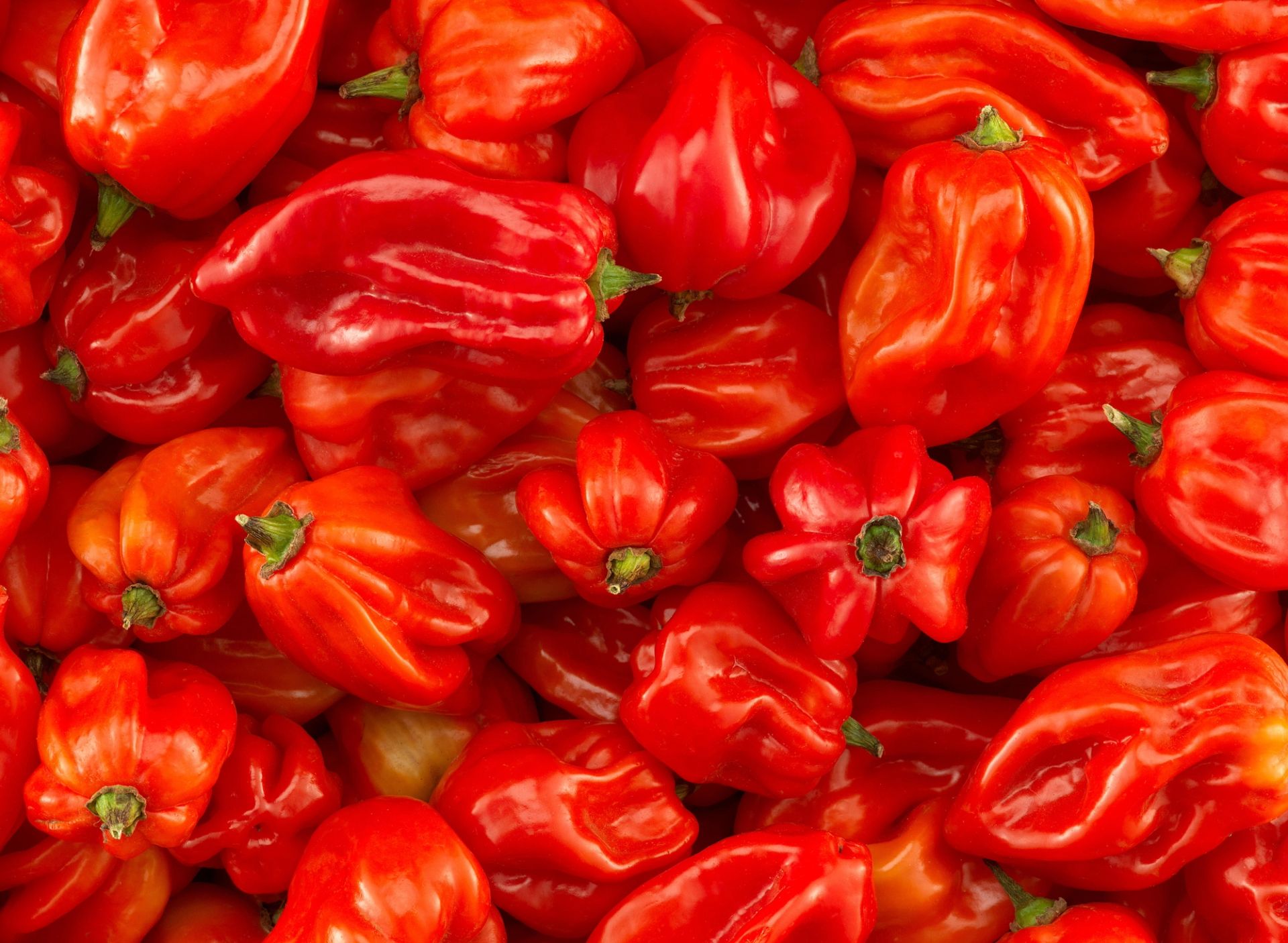 Røde habanero-chili som ligger lag på lag oppå hverandre. 
