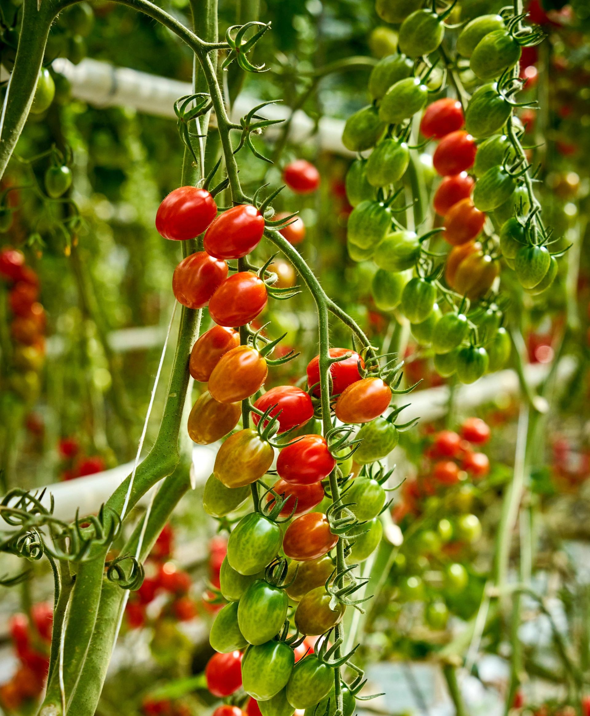 Klasevis hengende små tomater i ulike modningsstadier, fra grønne til røde, på tomatplanter i et drivhusmiljø.