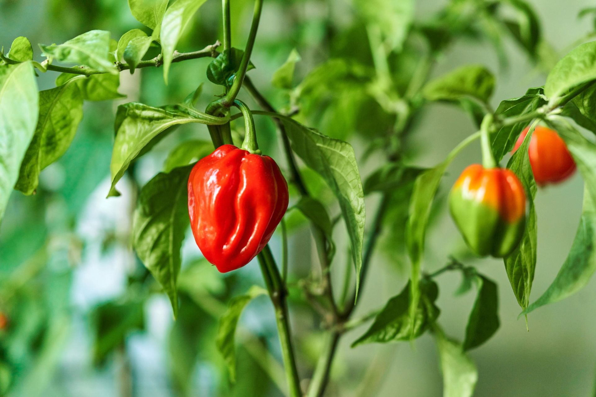 Rød chilipepper som henger på planten, omgitt av grønne blader, med en umoden grønn chili i bakgrunnen.