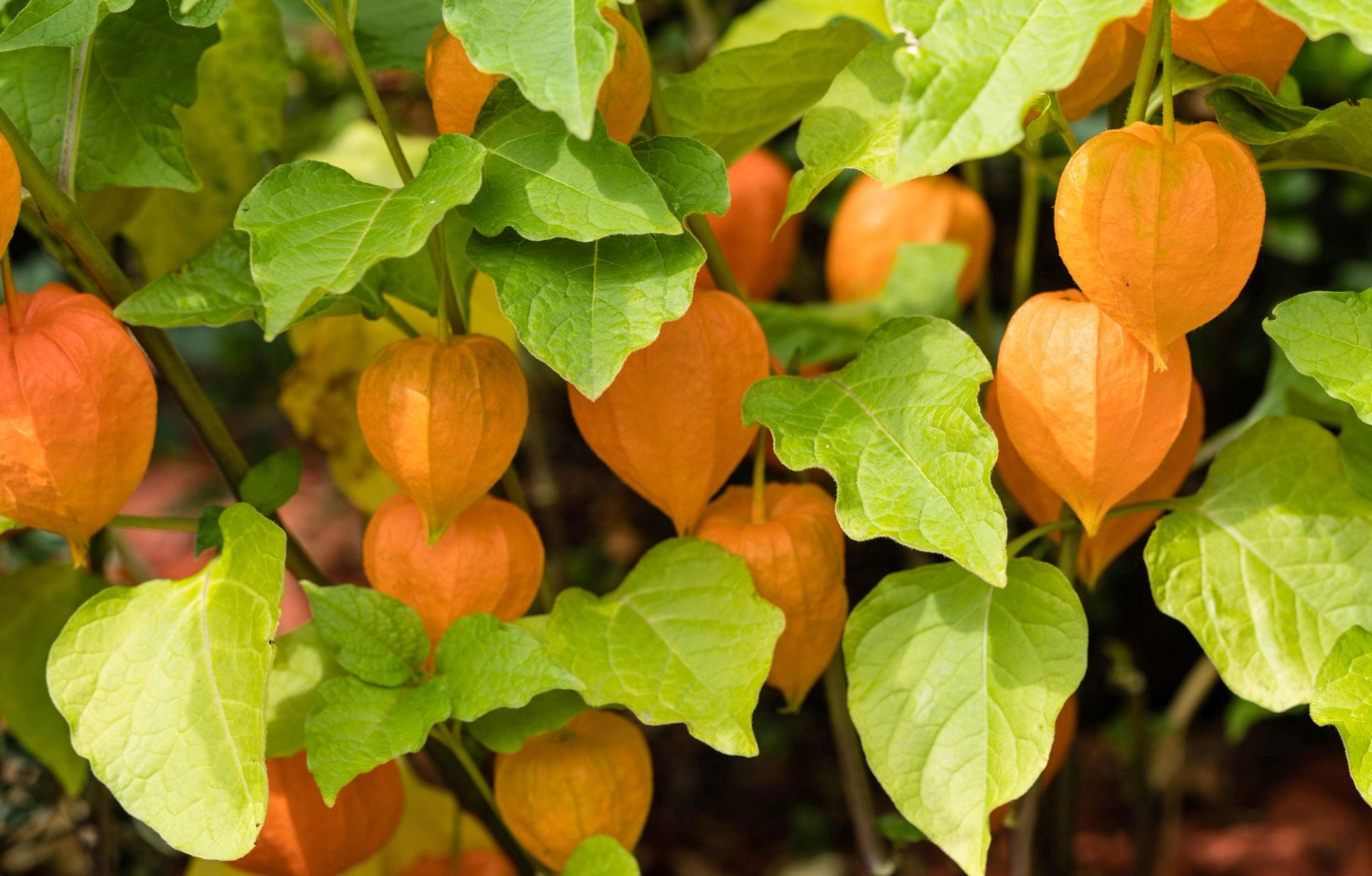 Grønne blader og flere oransje, papiraktige frukthylser/physalis som henger fra stilker på en plante i naturlig lys, med tett bladverk i bakgrunnen.
