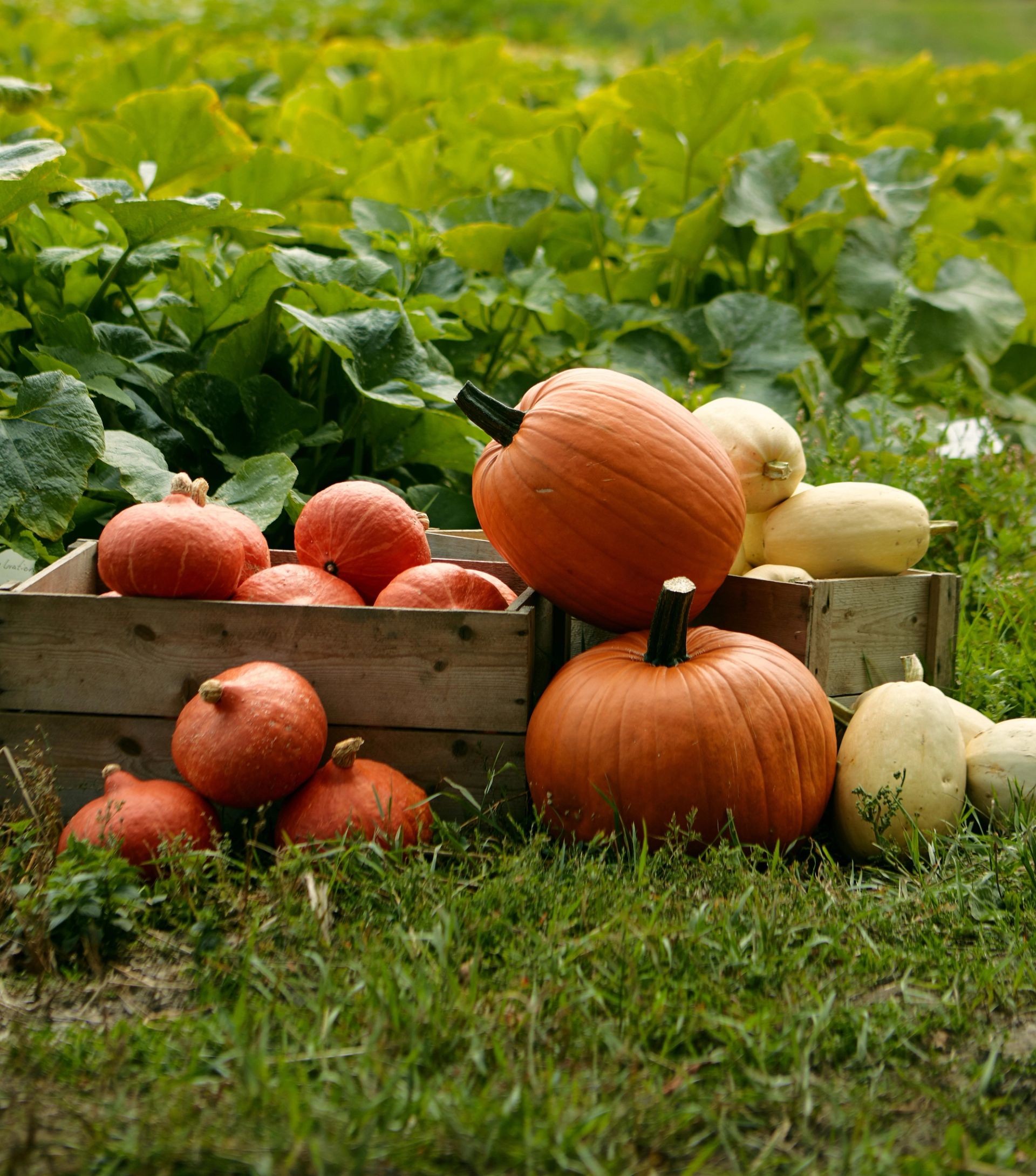 Gresskar og squash i ulike størrelser og farger er arrangert i trekasser og på gress utendørs, med grønne planteblader i bakgrunnen og mykt, dempet lys.