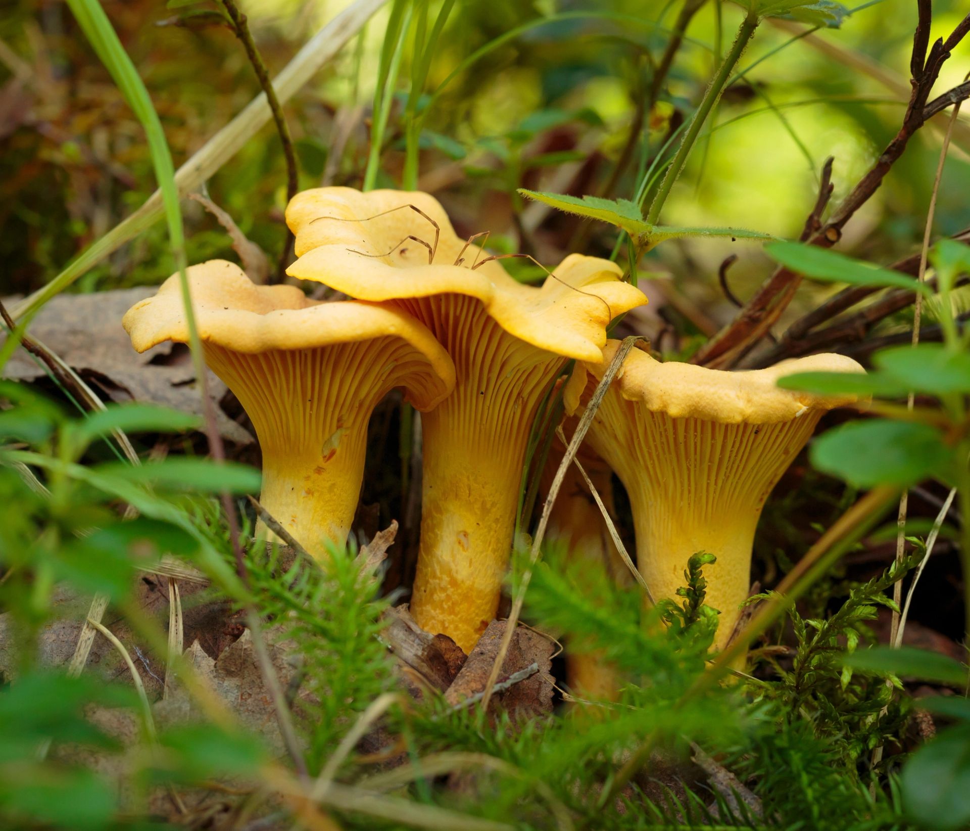 En liten gruppe gule kantareller vokser tett sammen på skogbunnen, omgitt av grønn mose, gress og små kvister. Soppene har traktformede hatter med bølgete kanter og ribber som går ned langs stilken. Bildet er tatt nært bakkenivå, med myk, naturlig belysning.