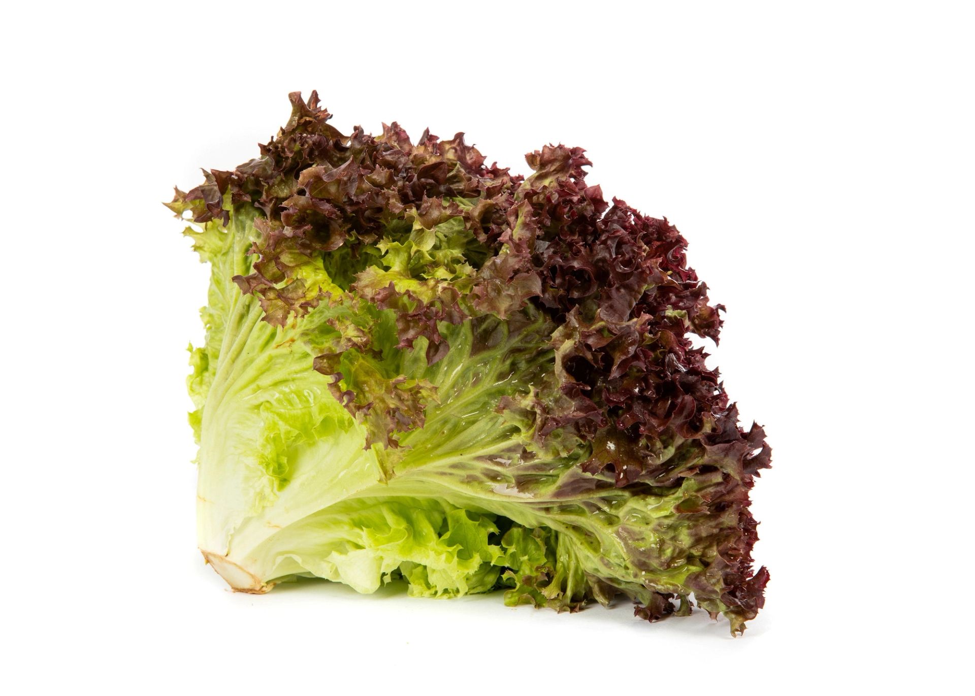 Et stykke rød og grønn lollo‑salat med krusete blader i grønne og mørkerøde nyanser, liggende på hvit bakgrunn.