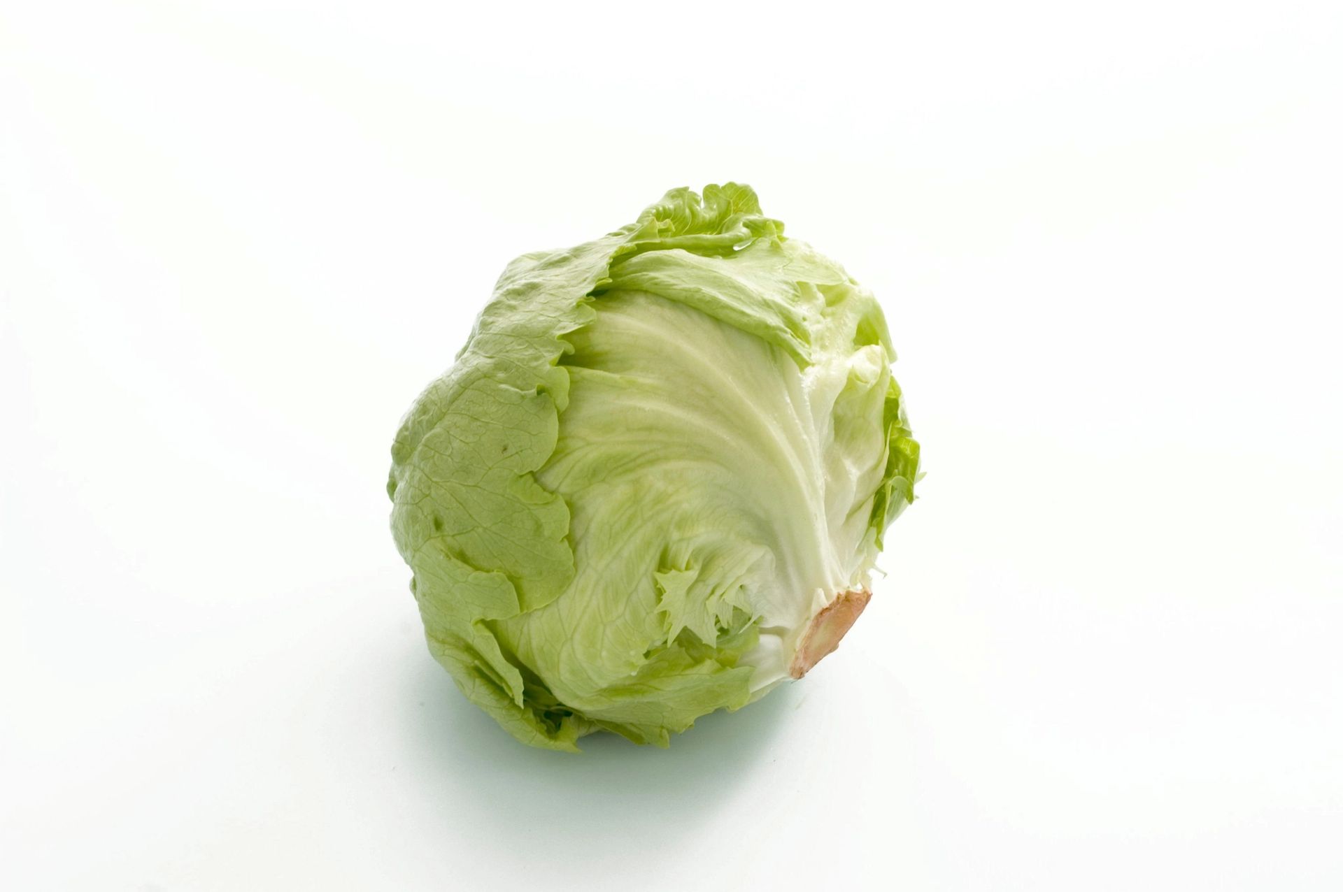 Et helt hode isbergsalat liggende på hvit bakgrunn.