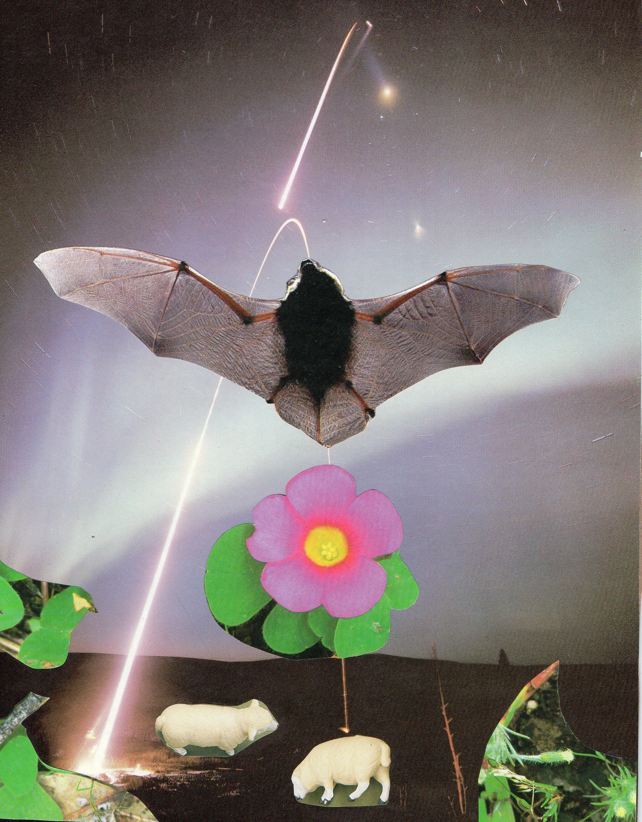 Emily Antinozzi — Collage