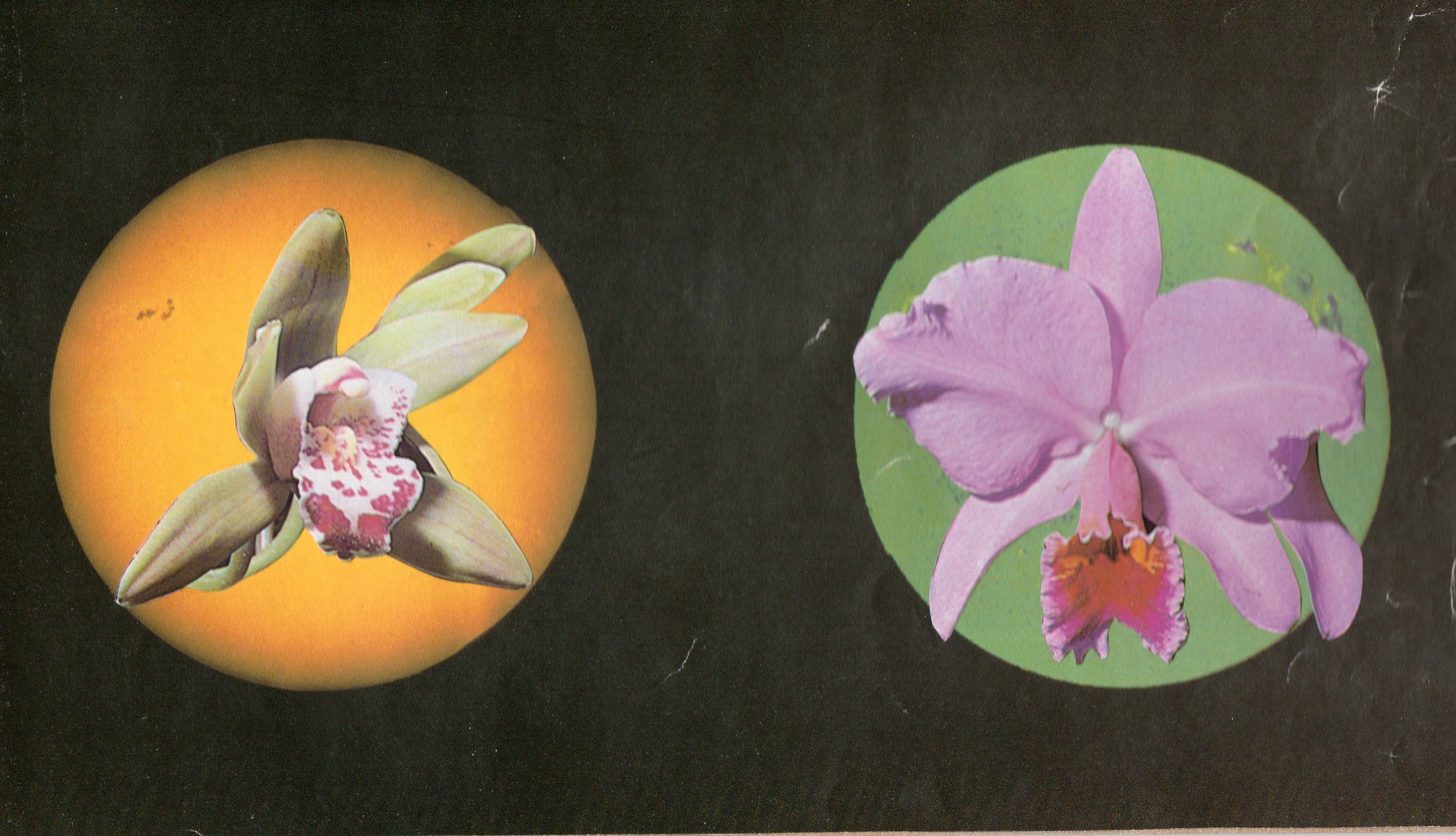 Emily Antinozzi — Collage