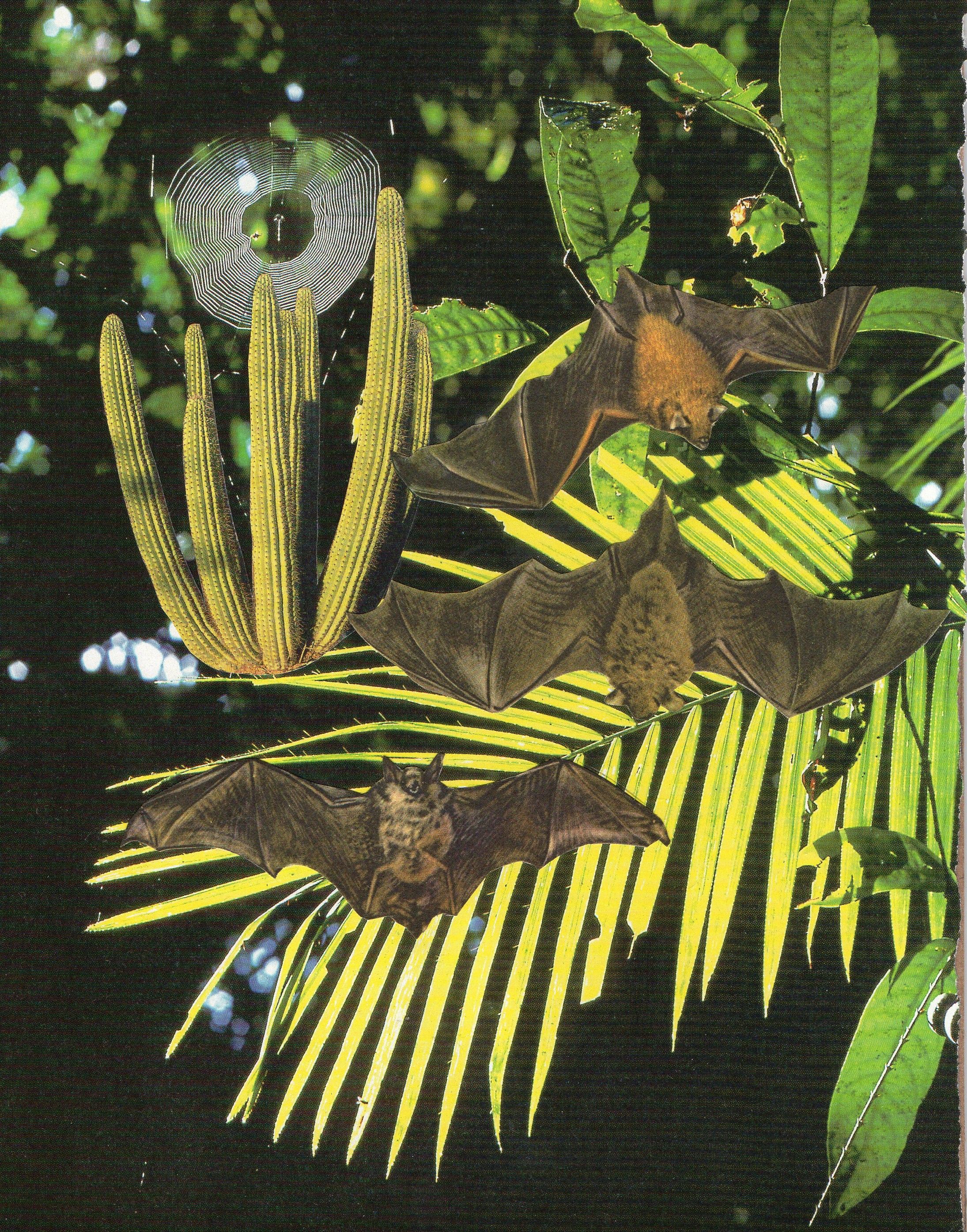 Emily Antinozzi — Collage