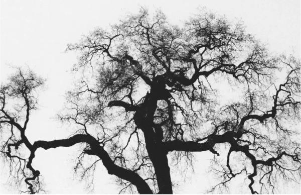 photo of a tree without leaves