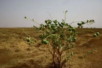 Image for Sudanese farmers warn of failing harvests as hunger rises