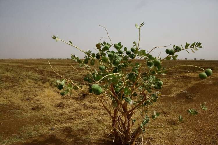 Image for Sudanese farmers warn of failing harvests as hunger rises