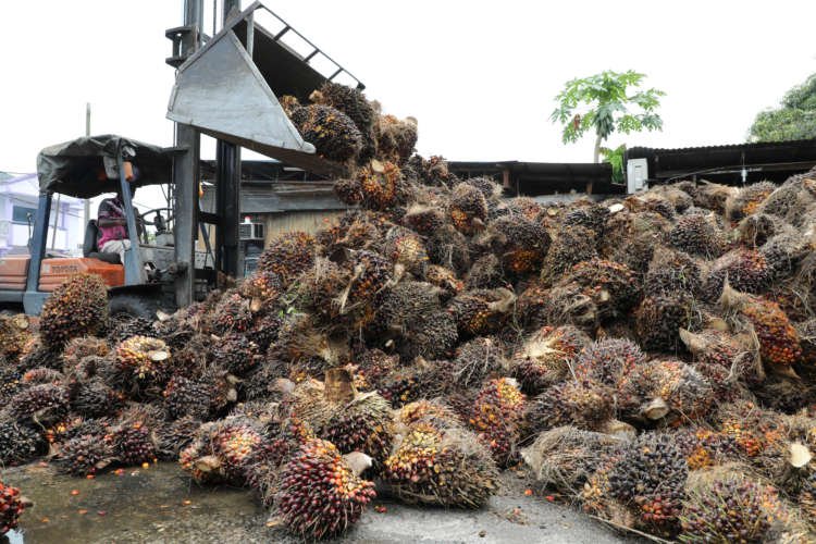 Image for Malaysia end-February palm oil stocks fall as output hits five-year low