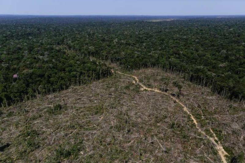 Image for In Brazil, satellites help scientists zone in on Amazon deforestation