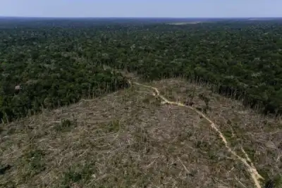 Image for In Brazil, satellites help scientists zone in on Amazon deforestation