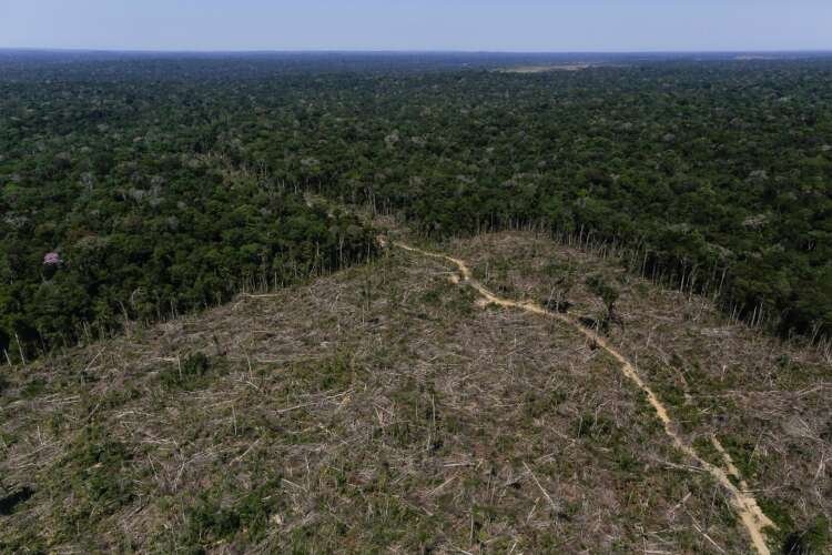 Image for In Brazil, satellites help scientists zone in on Amazon deforestation