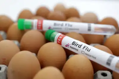 Image for EU food safety agency recommends preventive bird flu vaccination