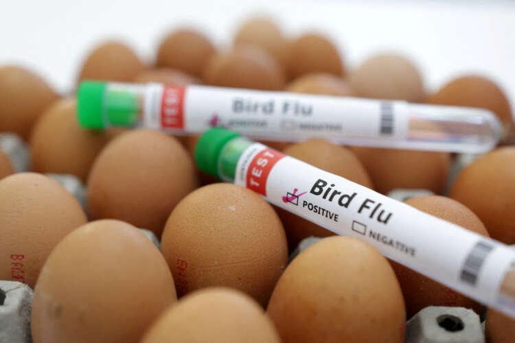 Image for EU food safety agency recommends preventive bird flu vaccination