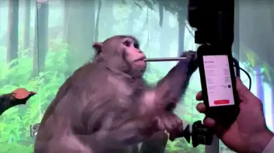 Image for Elon Musk’s Neuralink shows monkey with brain-chip playing videogame by thinking