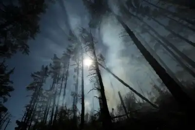 Image for Forests as big as France have grown back since 2000, research shows