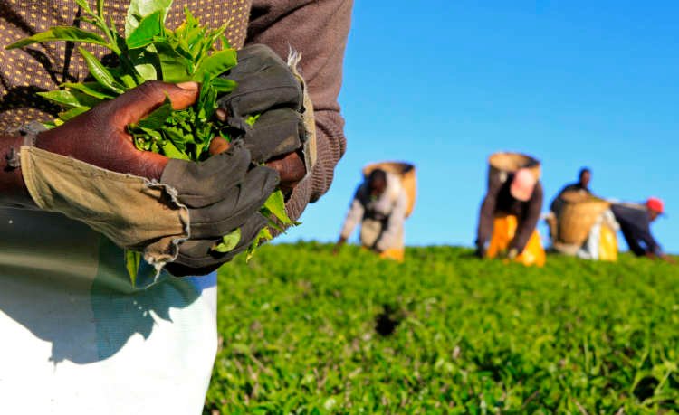 Kenyan tea fields at risk due to climate change impacting workers - Global Banking & Finance Review