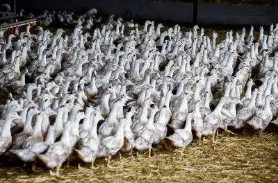Image for Bird flu spreading faster than 2023 in the EU, data shows