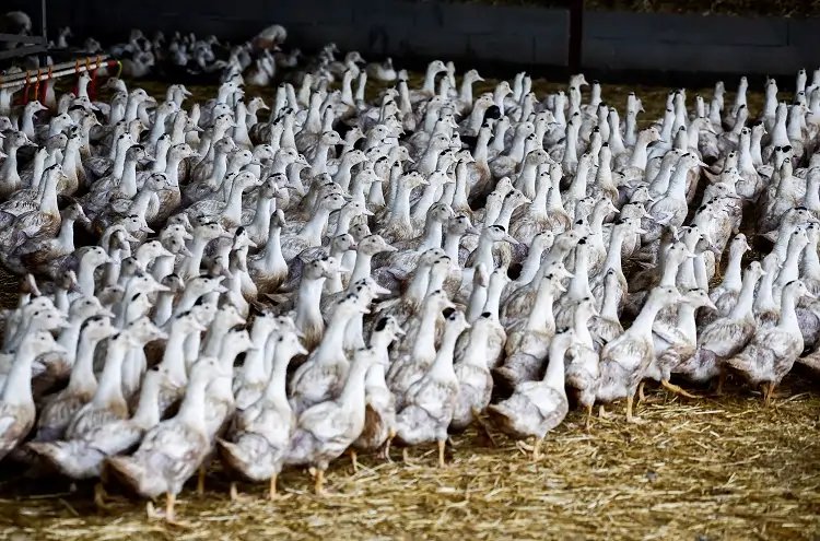 Image for Bird flu spreading faster than 2023 in the EU, data shows