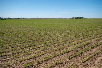 Image for Commodity prices fall after Donald Trump elected US President