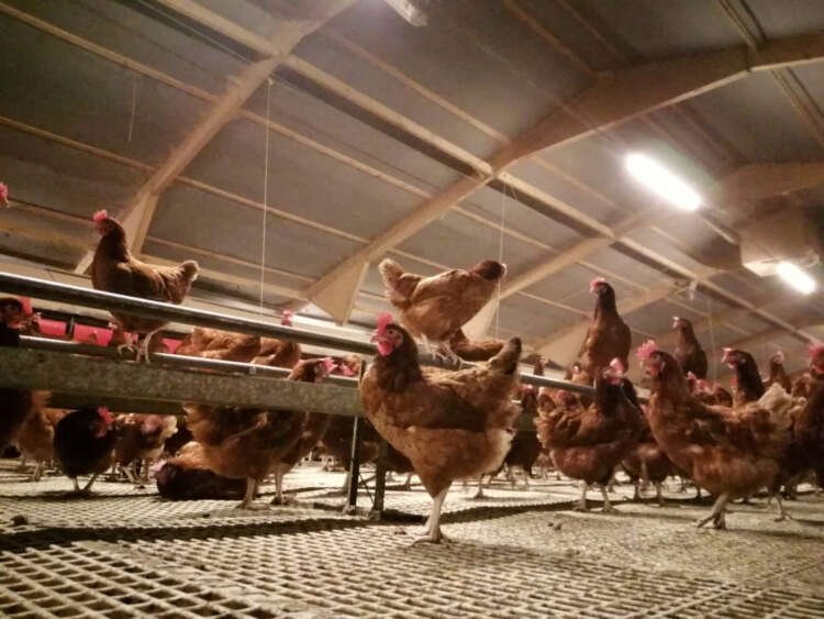 Free range hens at a farm in Burton-on-Trent amidst UK's egg industry crisis - Global Banking & Finance Review