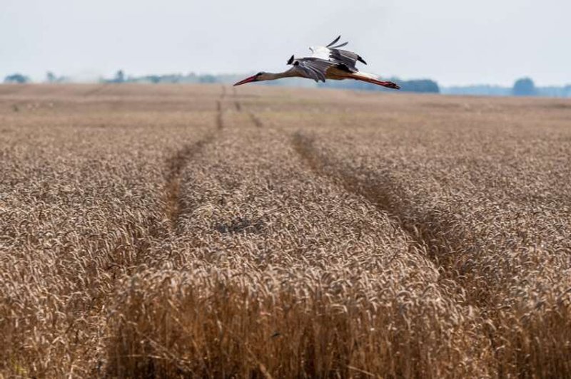 Image for Explainer-Obstacles to overcome before Ukraine grain deal eases global food crisis